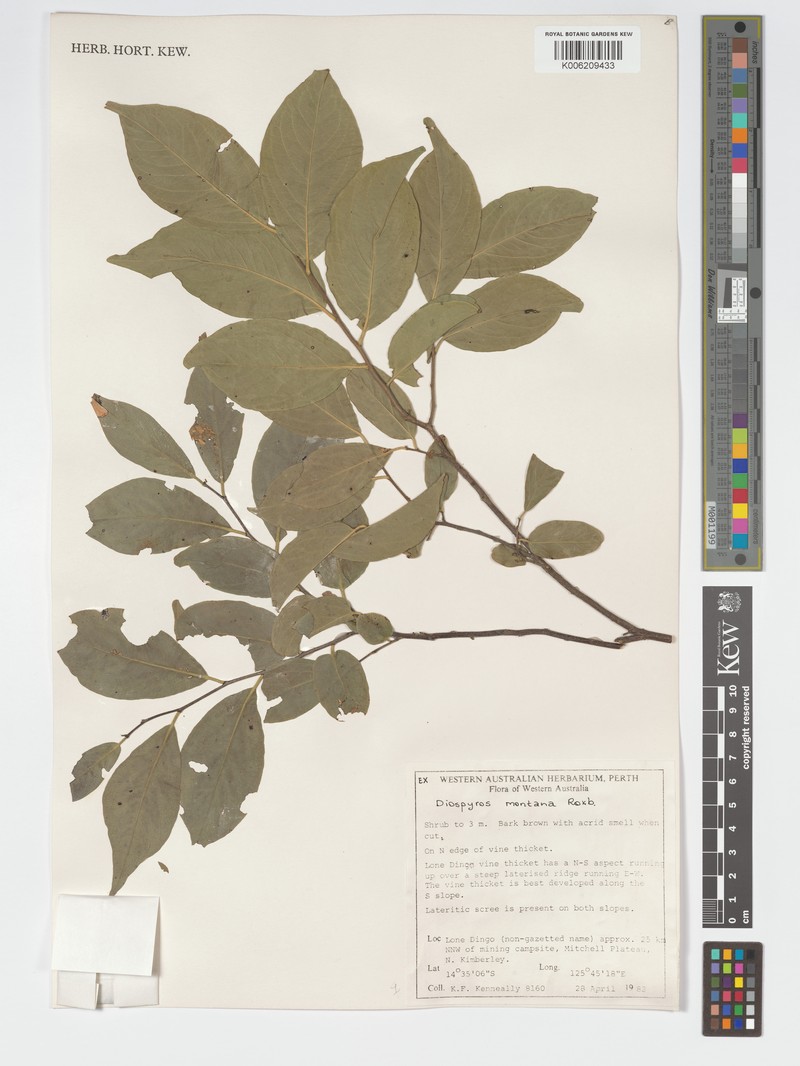 Diospyros rugosula photo 6