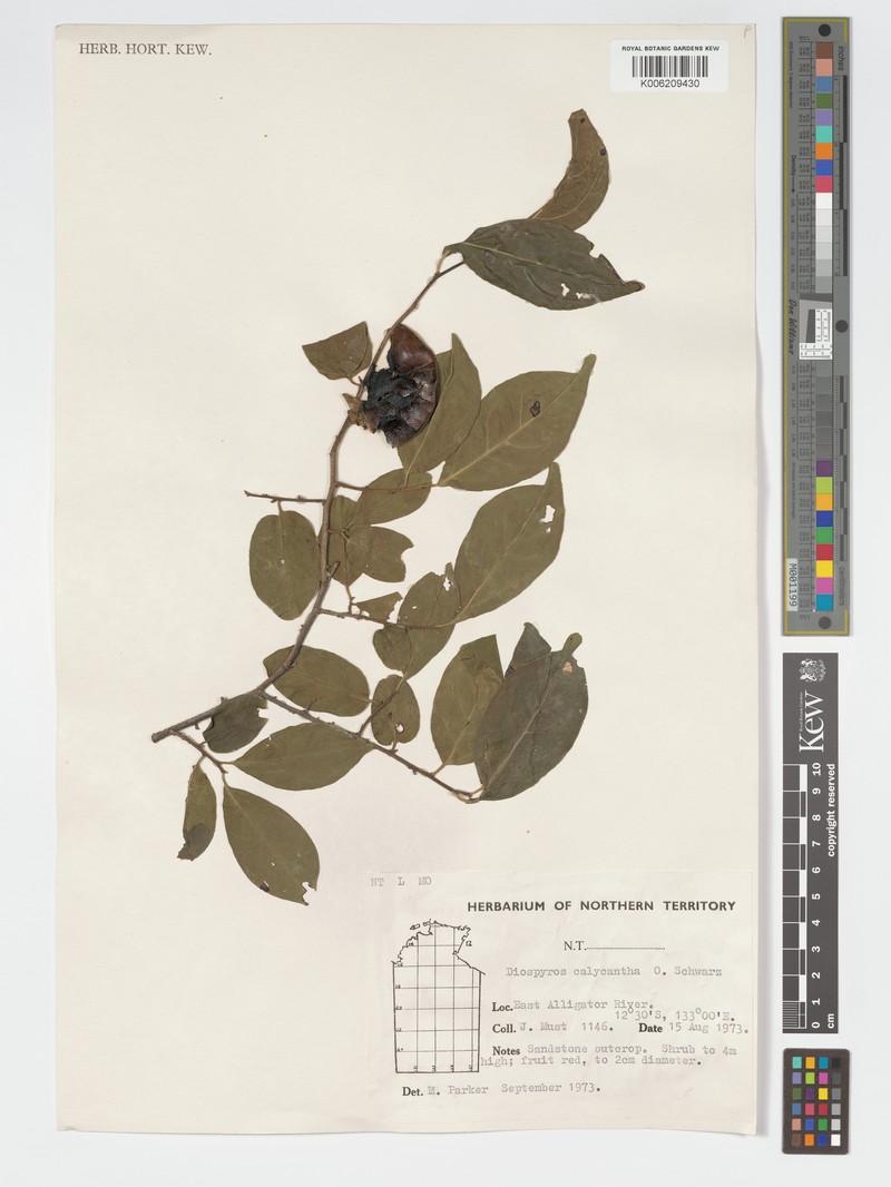 Diospyros rugosula photo 7