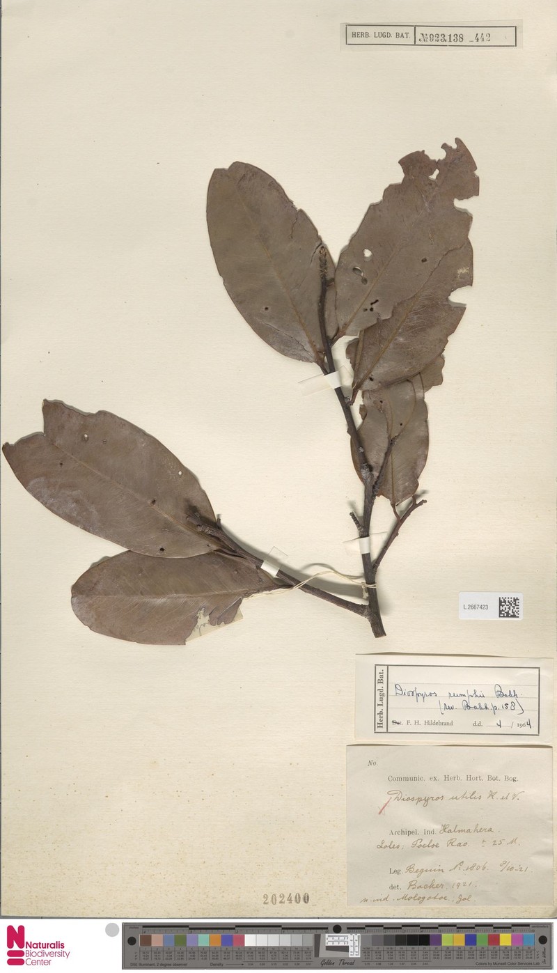 Diospyros rumphii