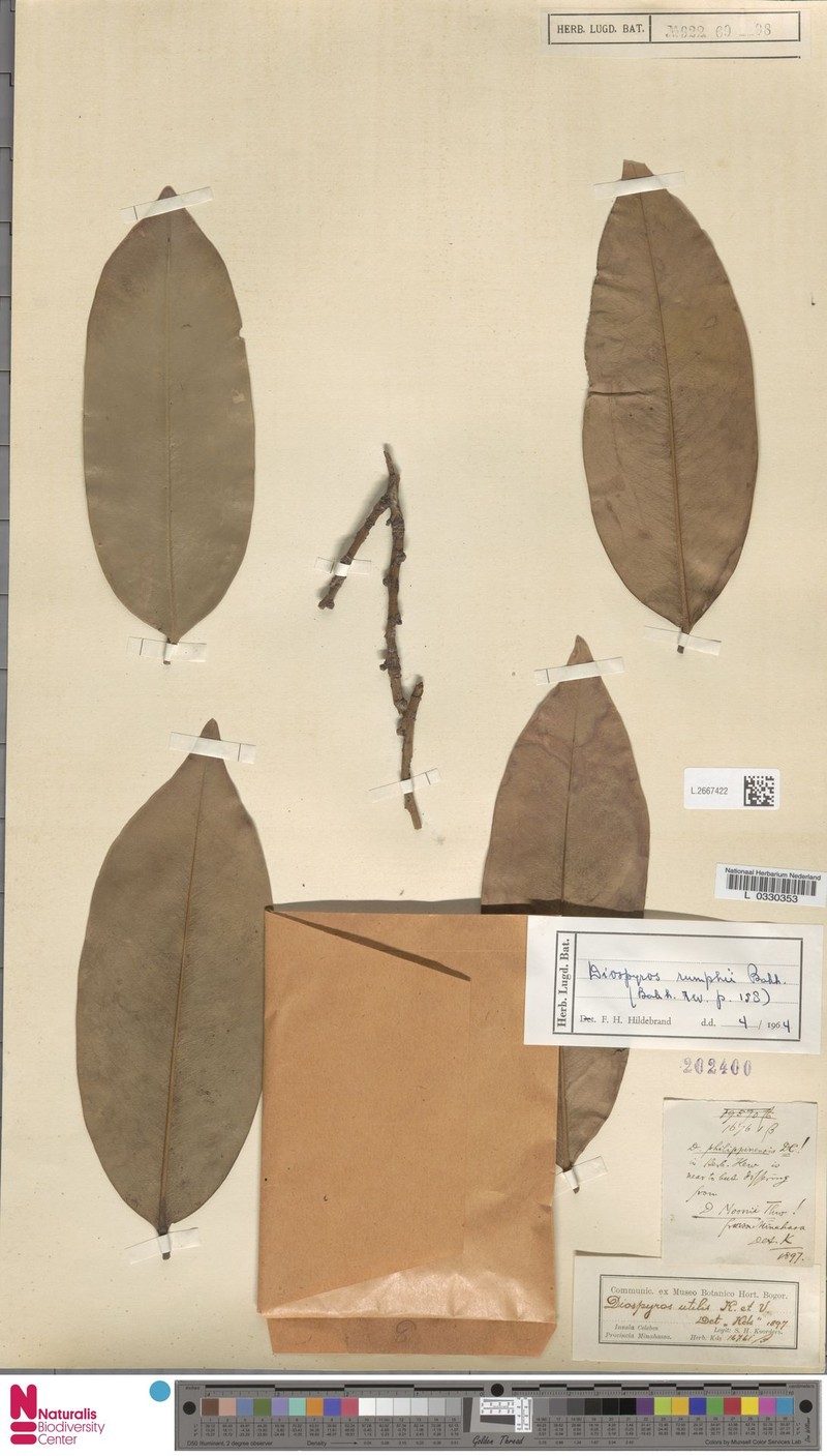Diospyros rumphii photo 2