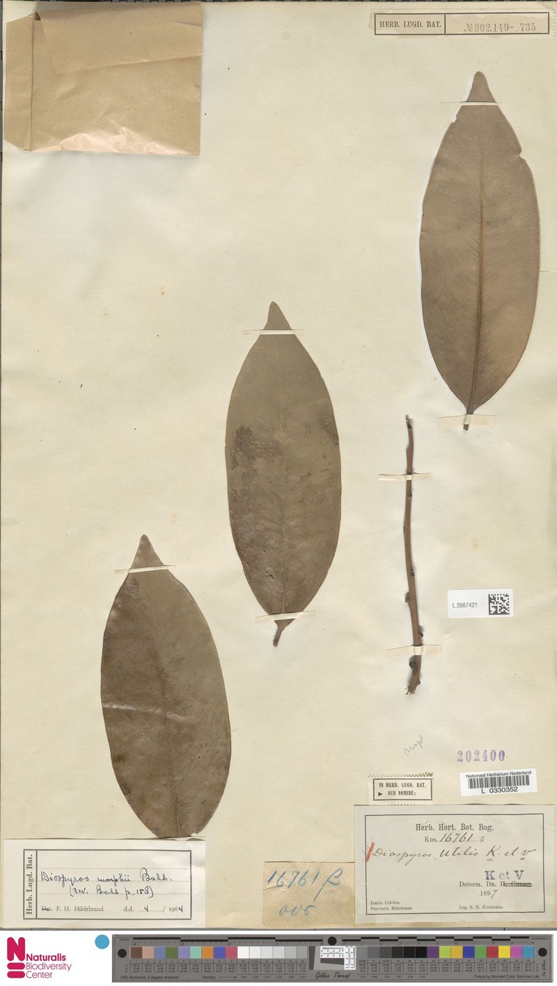 Diospyros rumphii photo 3