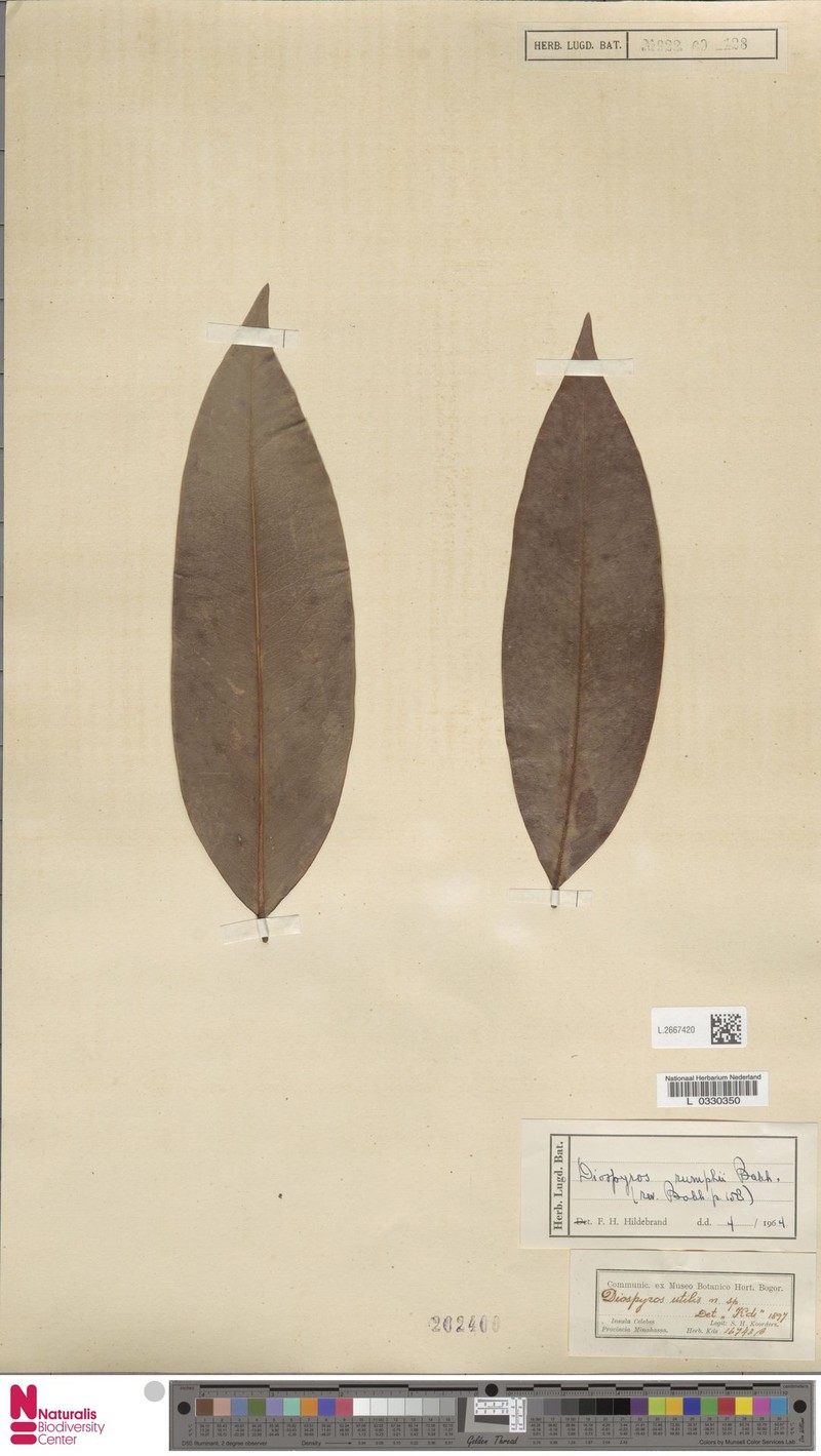 Diospyros rumphii photo 4
