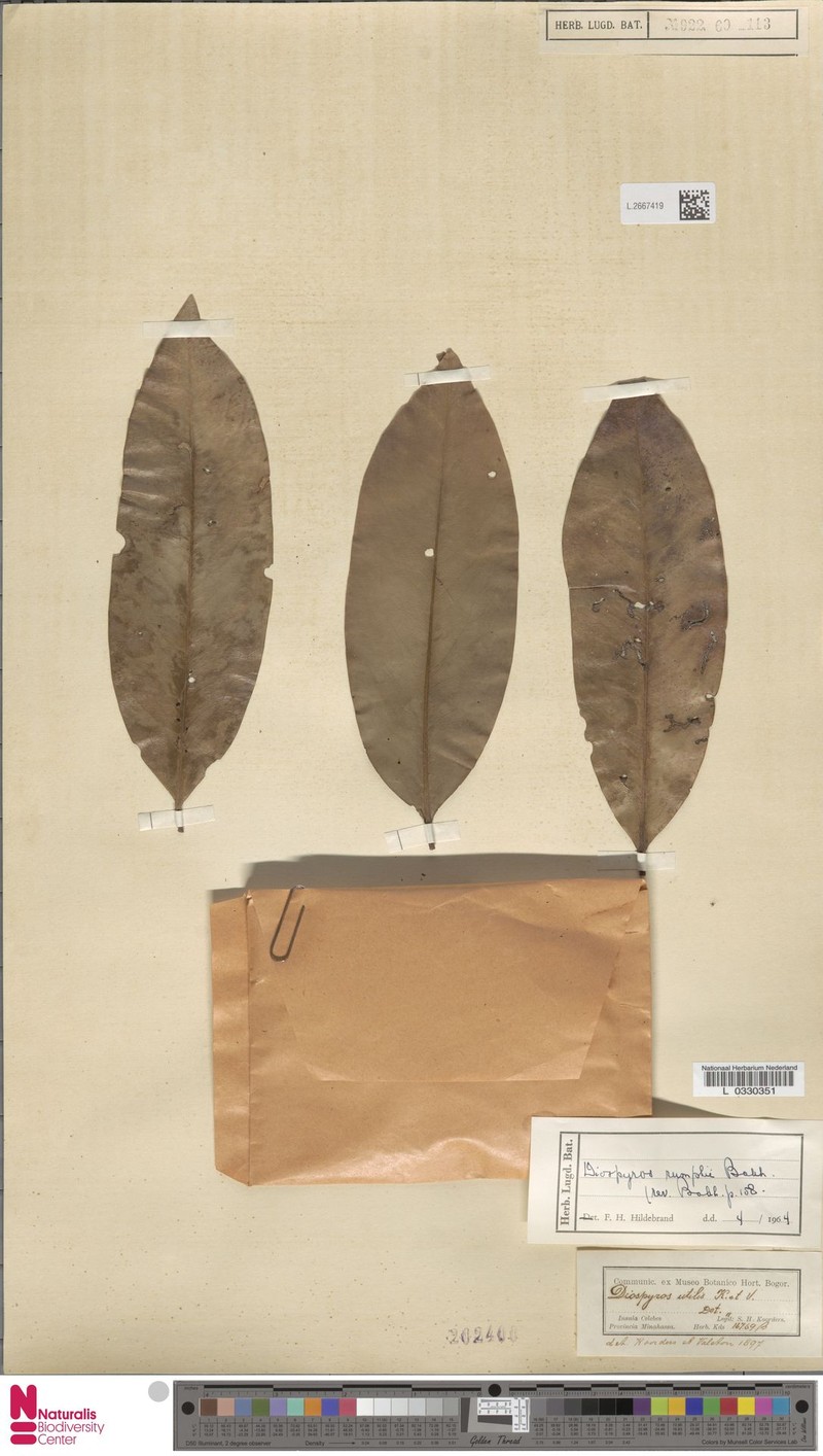 Diospyros rumphii photo 5