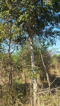 Diospyros sakalavarum