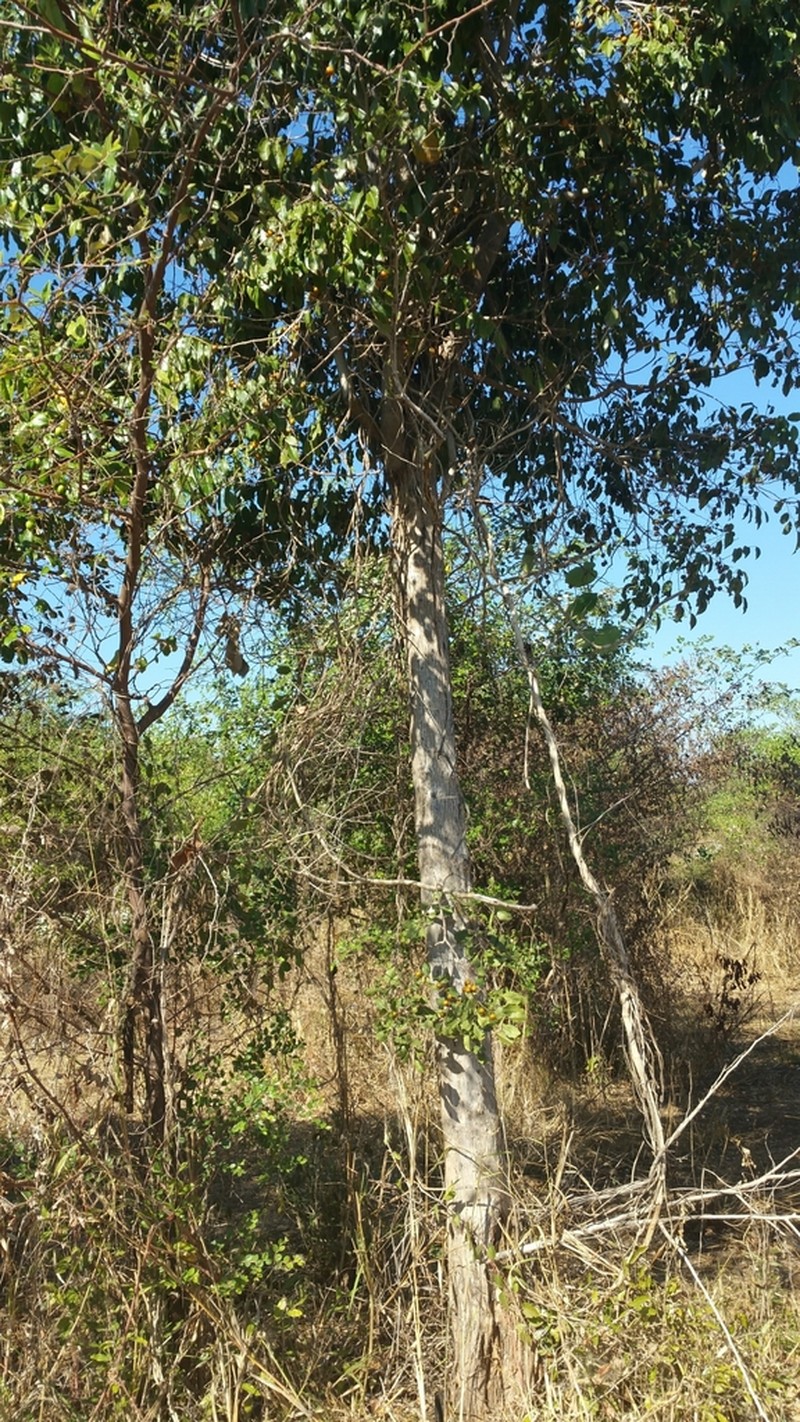 Diospyros sakalavarum