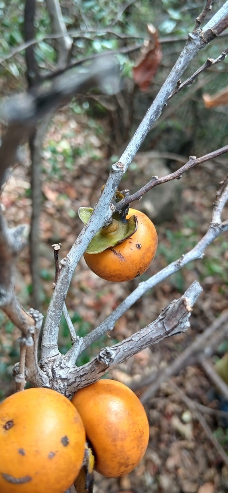 Diospyros sakalavarum photo 2