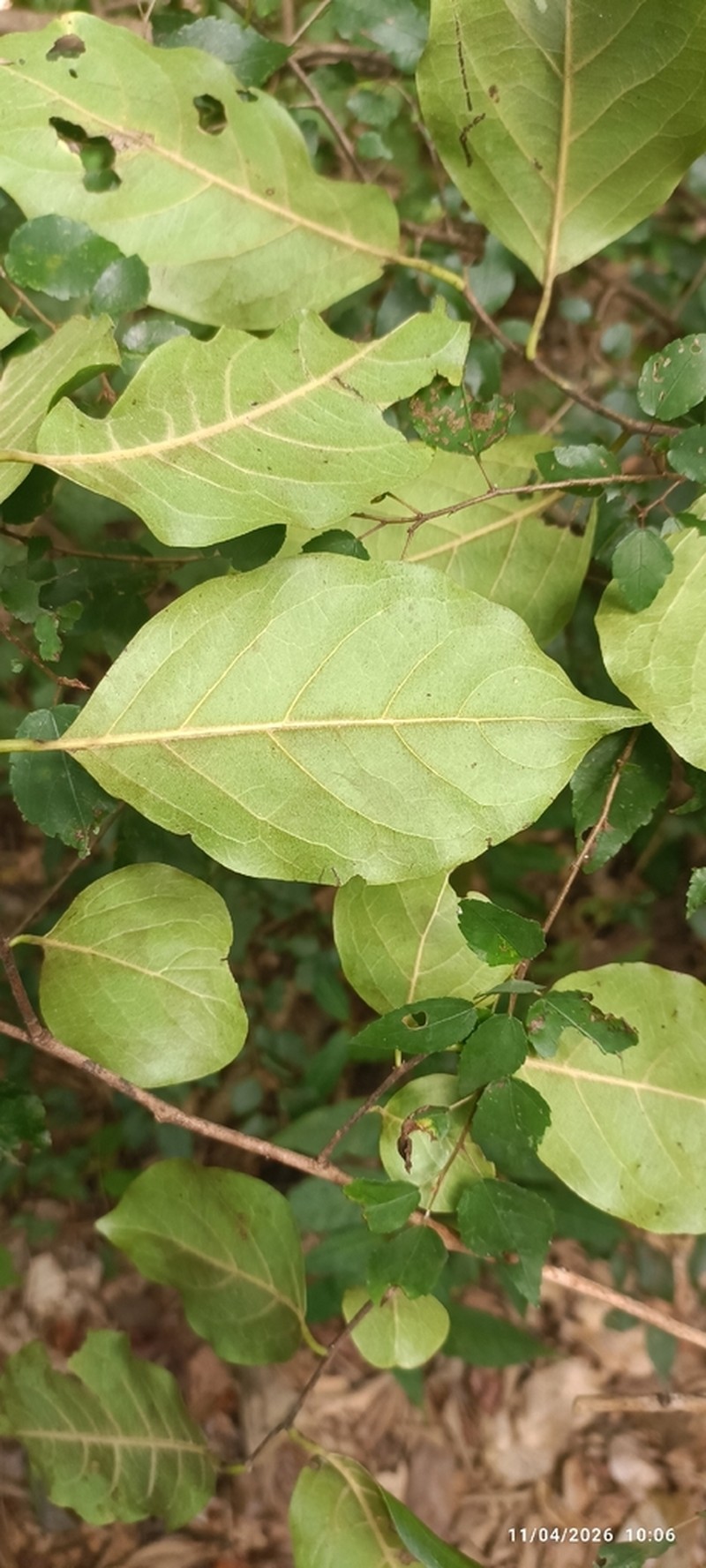 Diospyros sakalavarum photo 3