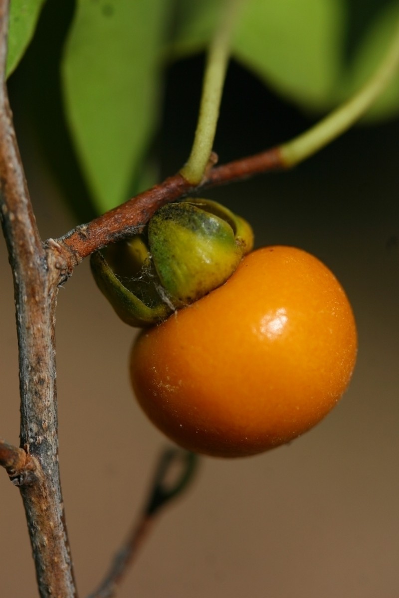 Diospyros sakalavarum photo 4