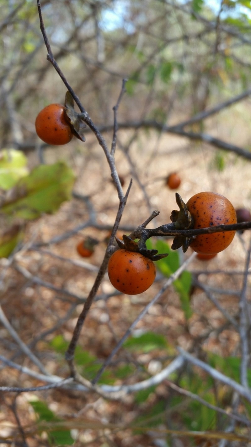 Diospyros sakalavarum photo 5