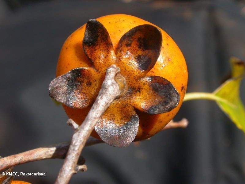 Diospyros sakalavarum photo 6