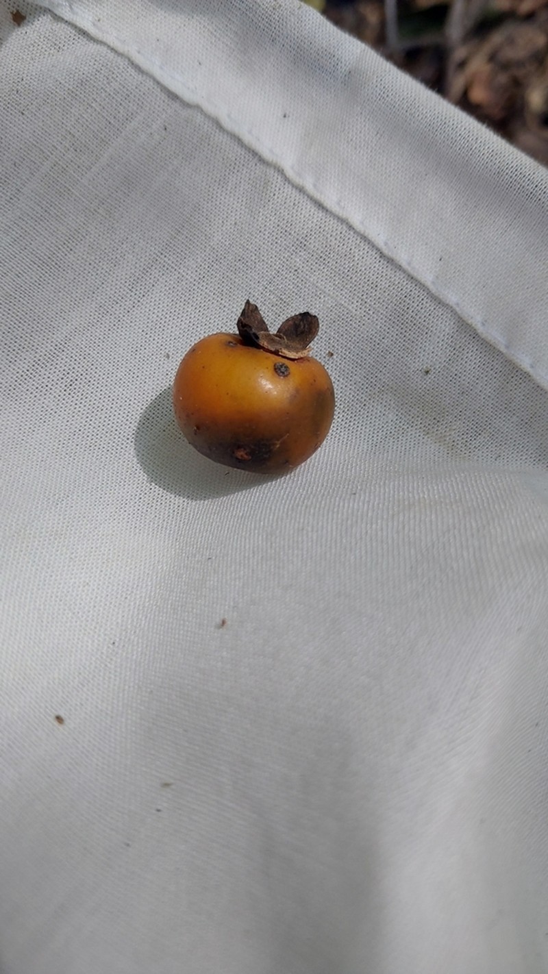 Diospyros sakalavarum photo 7
