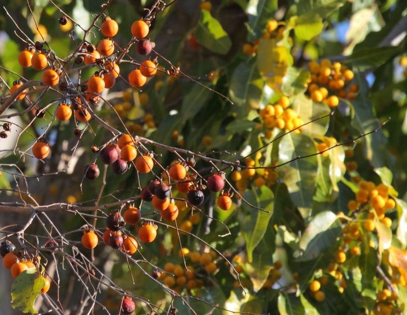 Diospyros sakalavarum photo 8