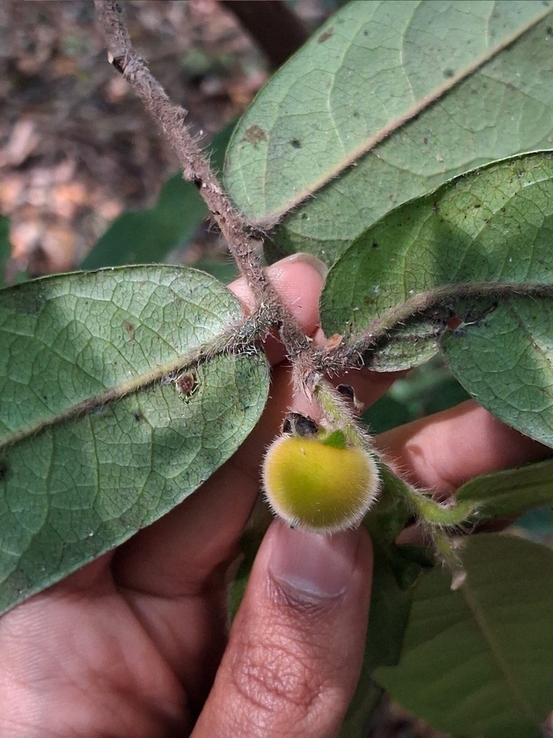 Diospyros saldanhae