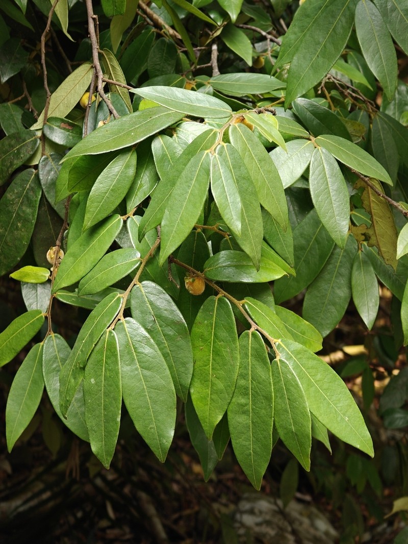 Diospyros saldanhae photo 2