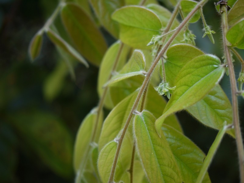 Diospyros saldanhae photo 3