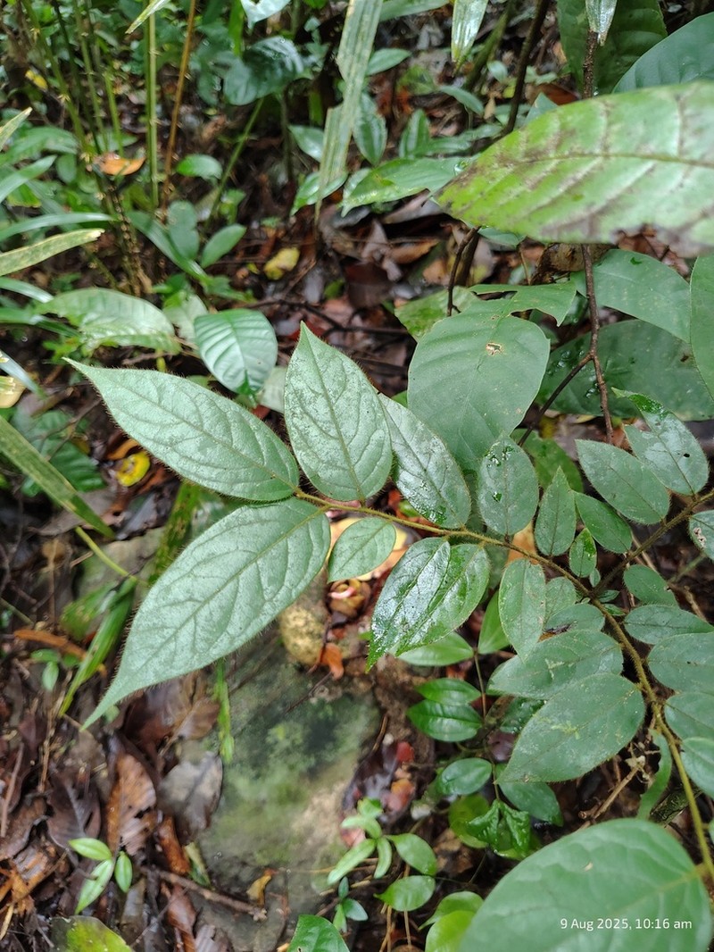 Diospyros saldanhae photo 5