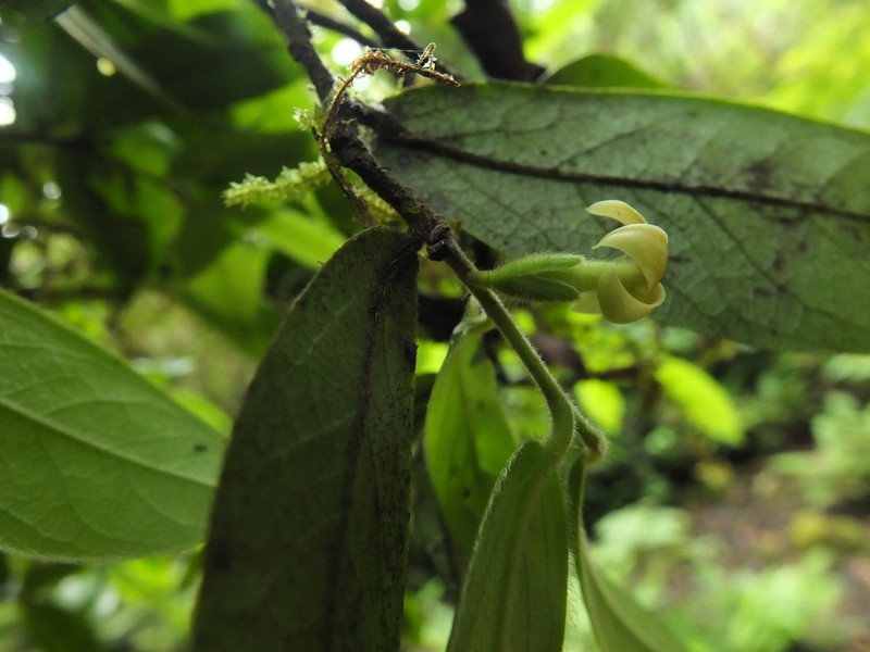 Diospyros saldanhae photo 6