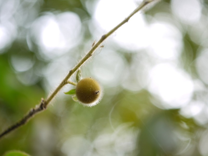 Diospyros saldanhae photo 7