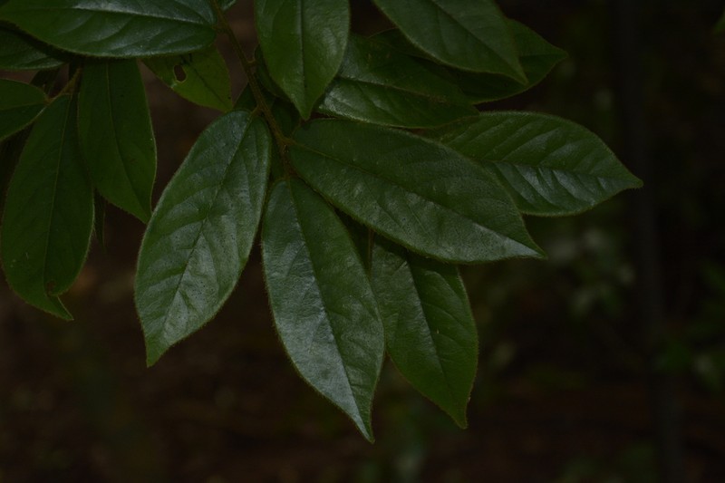 Diospyros saldanhae photo 8