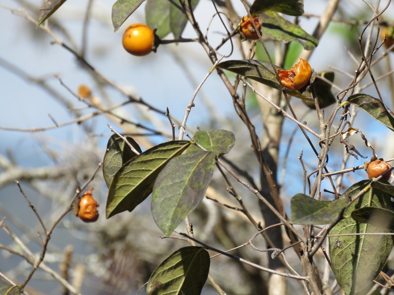 Diospyros salicifolia