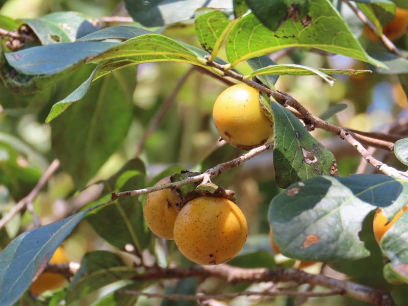 Diospyros salicifolia photo 2