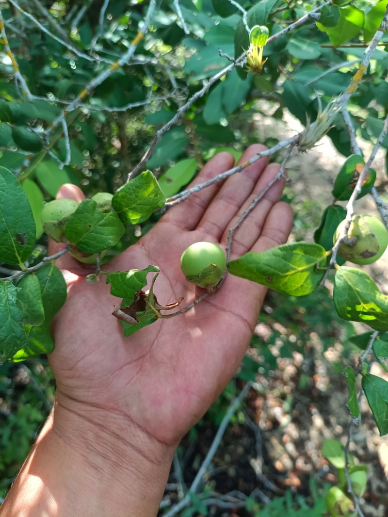 Diospyros salicifolia photo 3