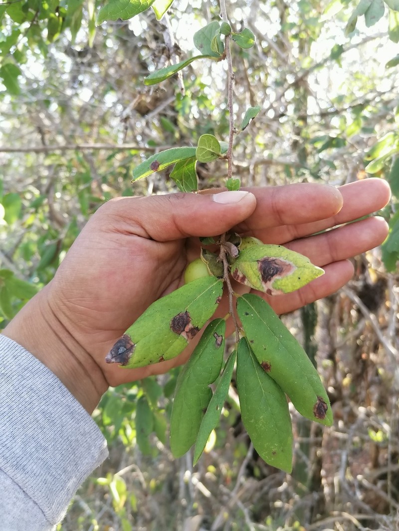 Diospyros salicifolia photo 4