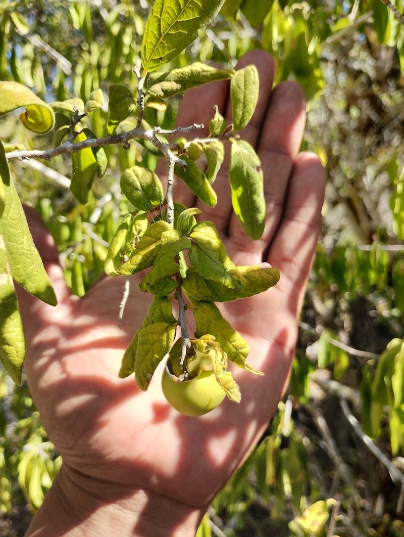 Diospyros salicifolia photo 5