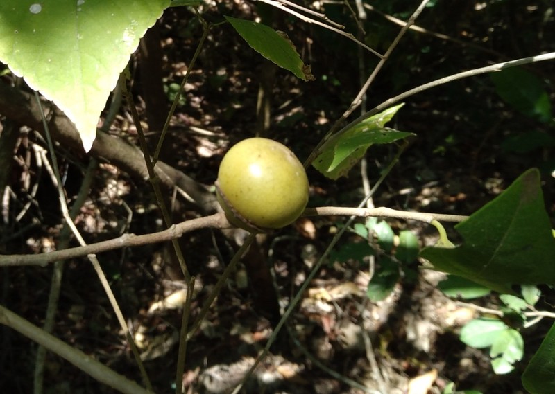Diospyros salicifolia photo 6