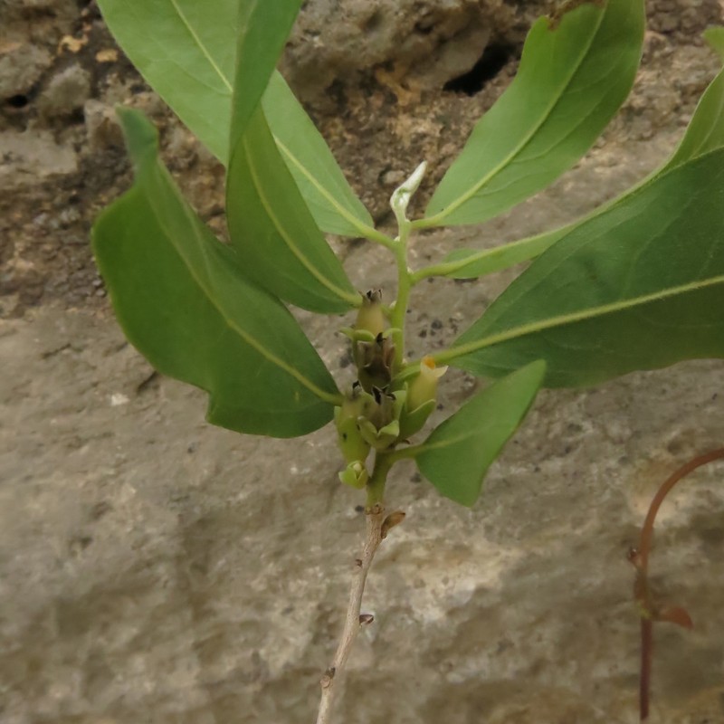 Diospyros salicifolia photo 7