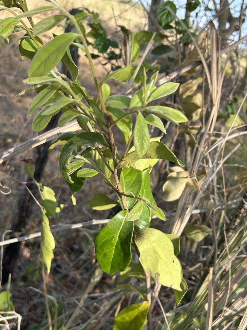 Diospyros salicifolia photo 8