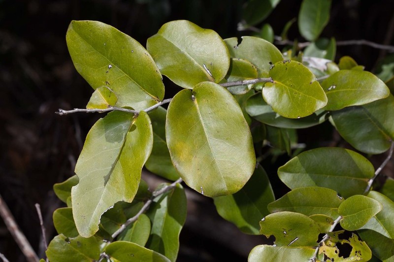 Diospyros samoensis