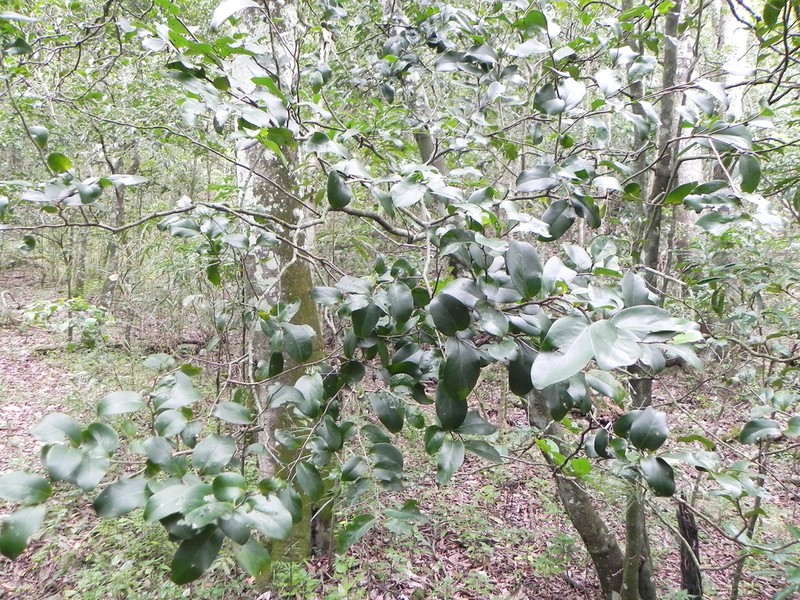 Diospyros samoensis photo 2