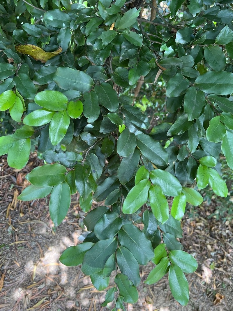 Diospyros samoensis photo 3