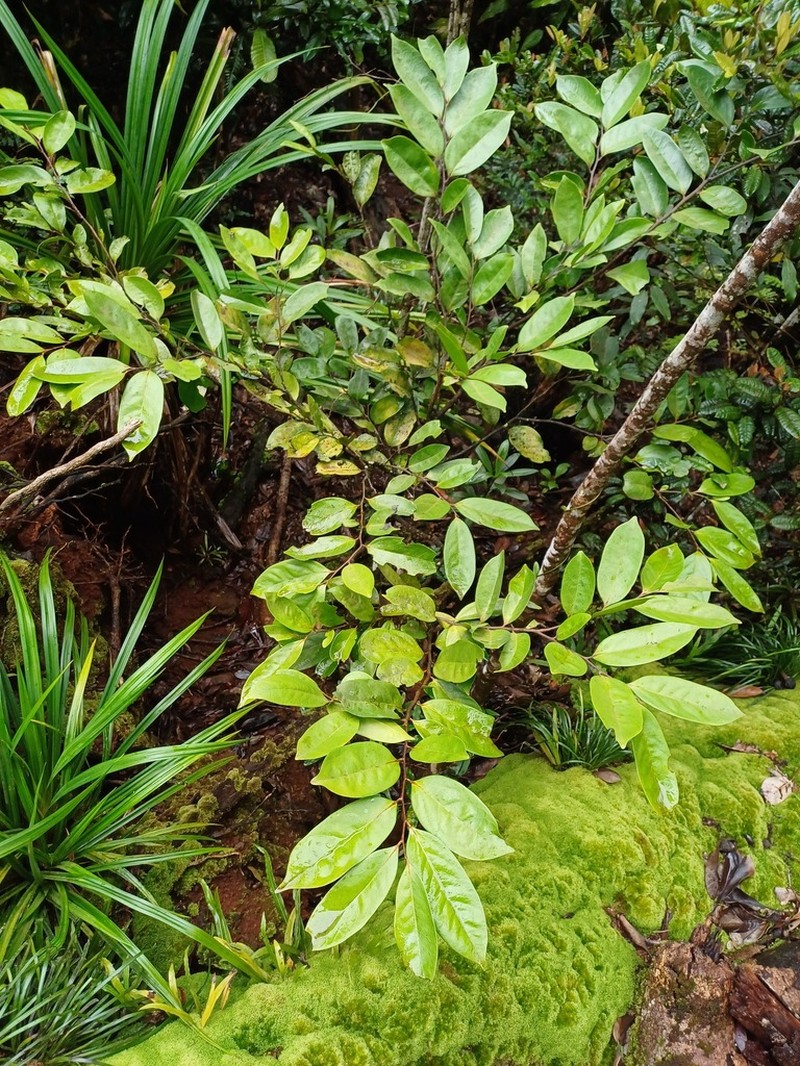 Diospyros samoensis photo 4