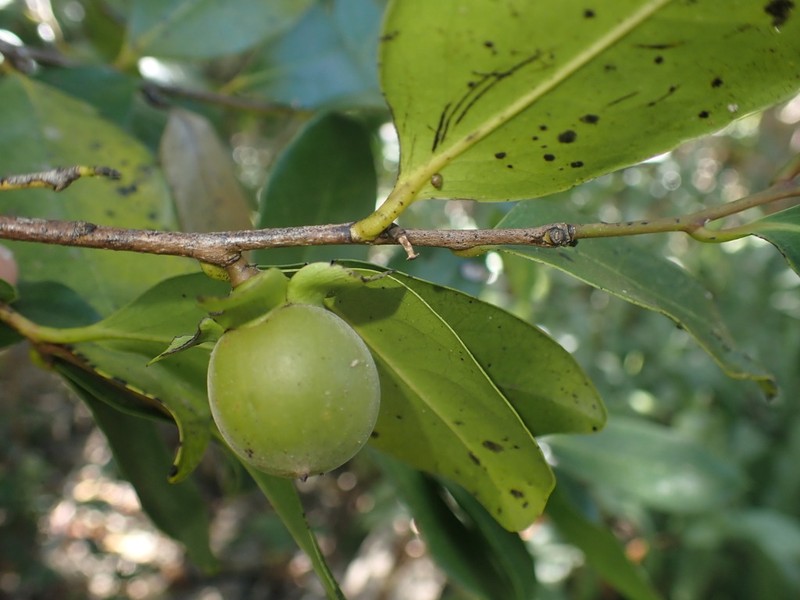 Diospyros samoensis photo 5