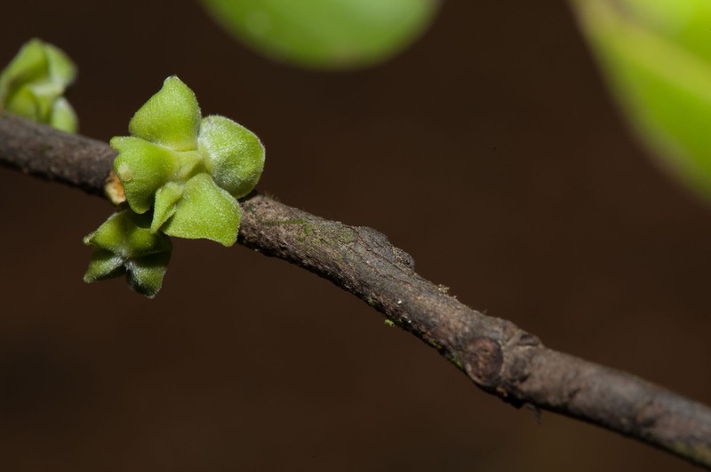 Diospyros samoensis photo 6
