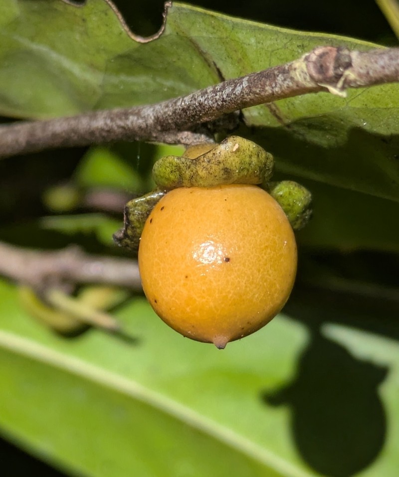 Diospyros samoensis photo 7