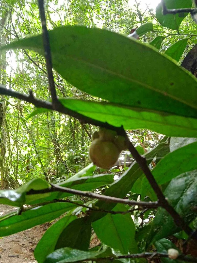 Diospyros samoensis photo 8