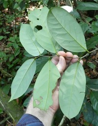 Diospyros sanza-minika