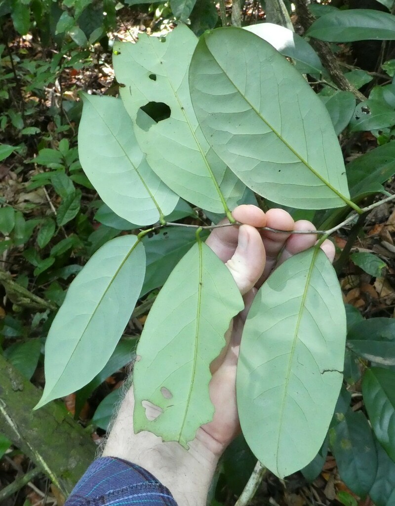 Diospyros sanza-minika