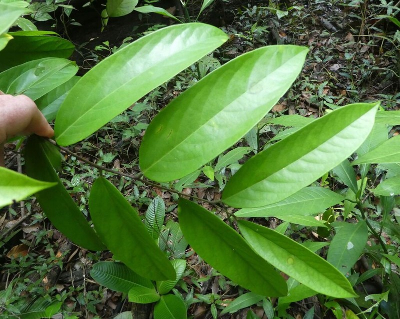 Diospyros sanza-minika photo 3
