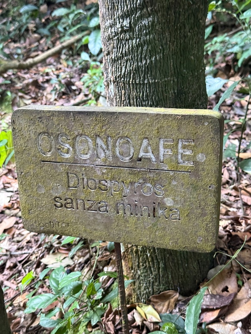 Diospyros sanza-minika photo 4