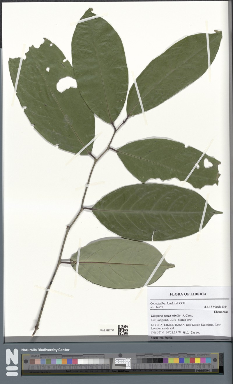 Diospyros sanza-minika photo 5