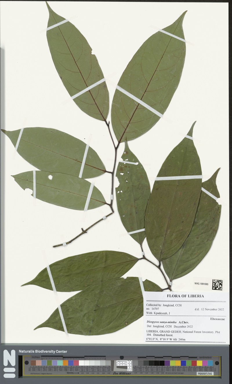 Diospyros sanza-minika photo 6