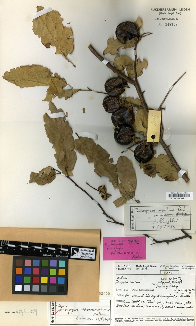 Diospyros savannarum