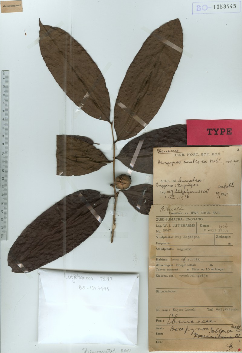 Diospyros scabiosa