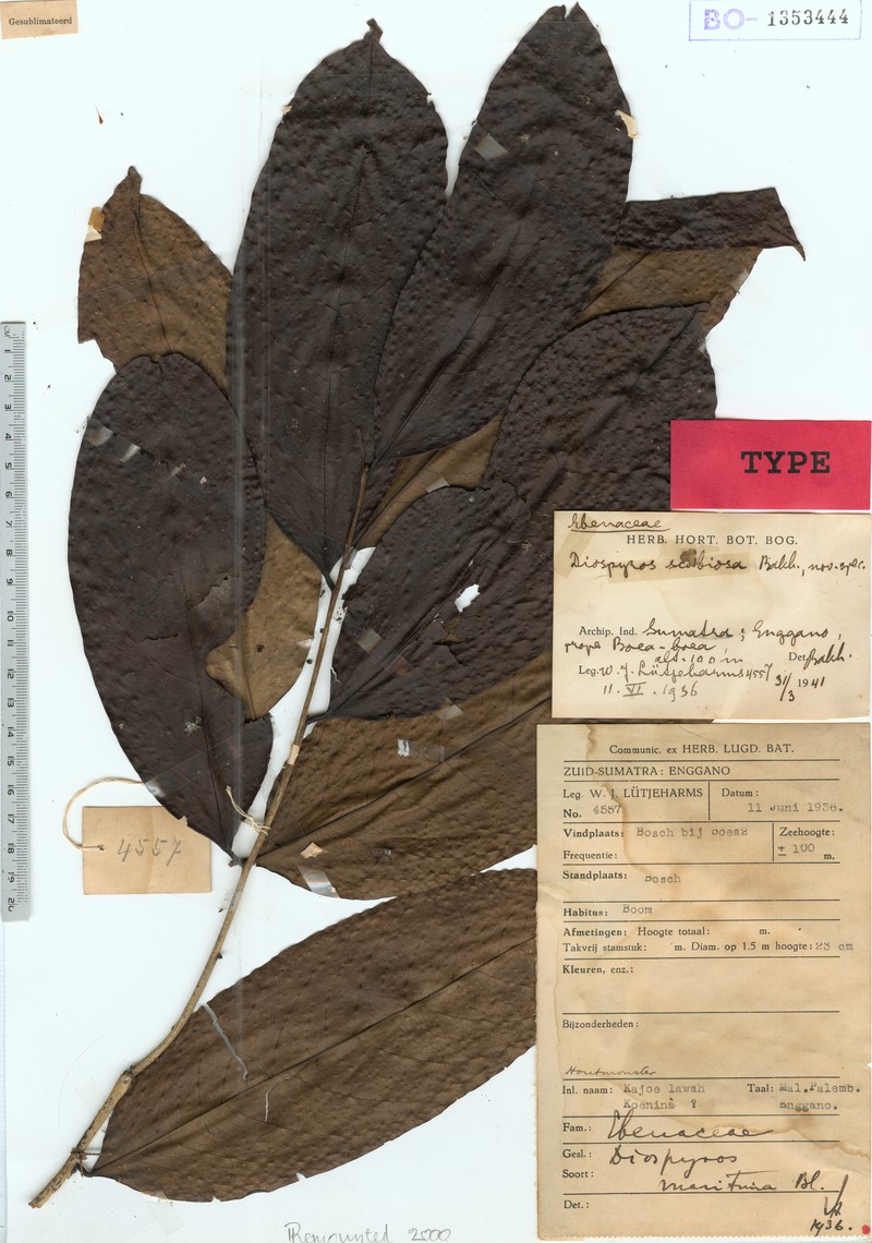 Diospyros scabiosa photo 2