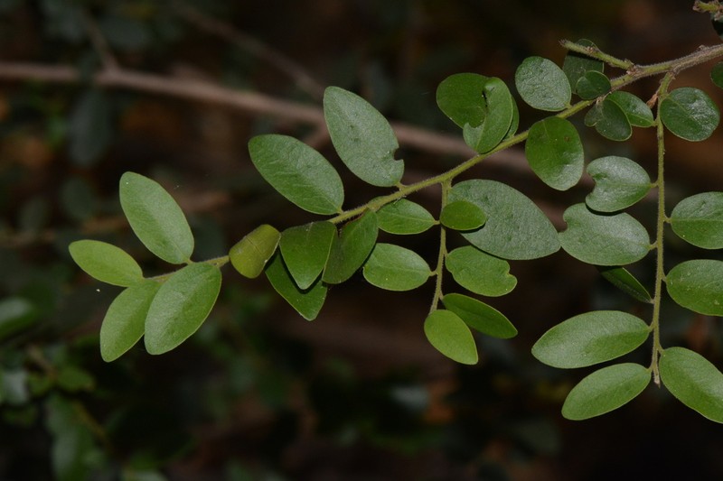Diospyros scabra