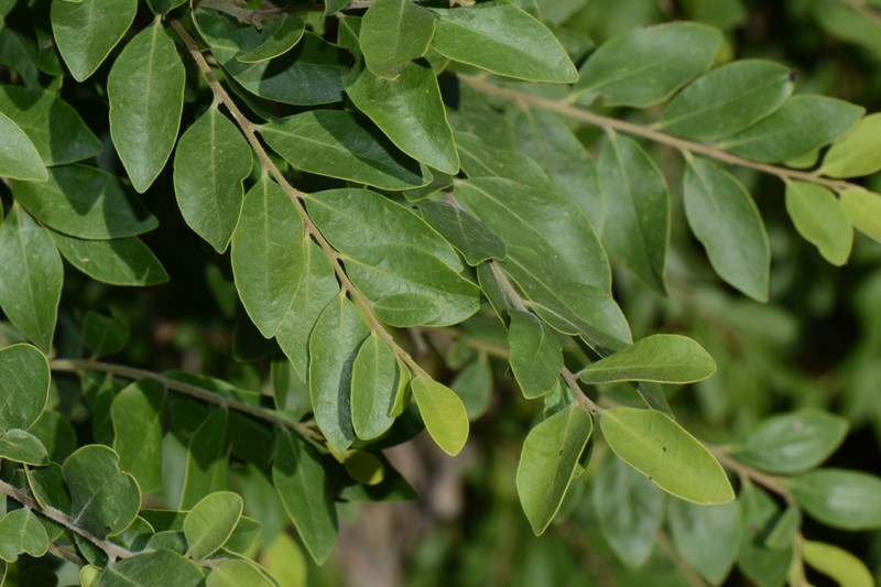 Diospyros scabra photo 2